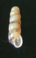 Platyla gracilis
